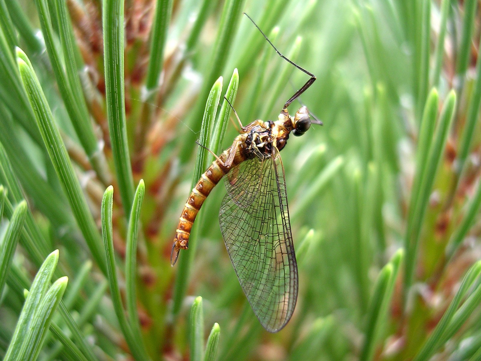 a dragon fly perched on top of a pine tree