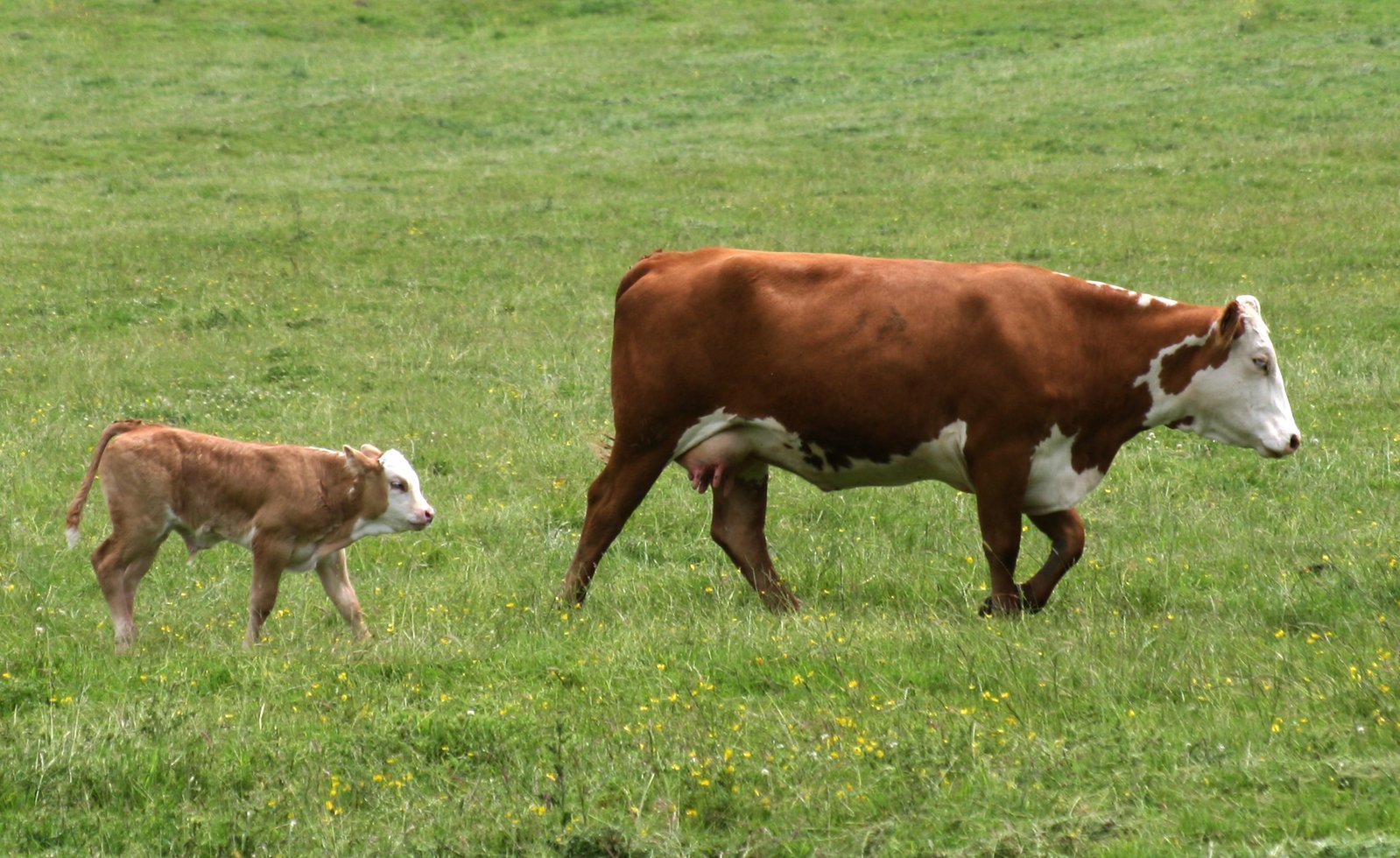 an adult and baby cow walking in the grass