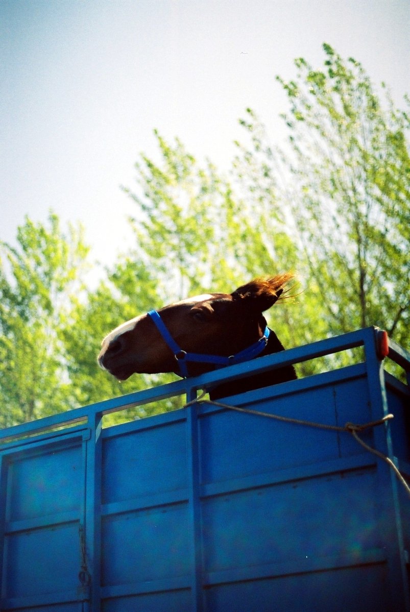 a dog riding in the back of a blue trailer