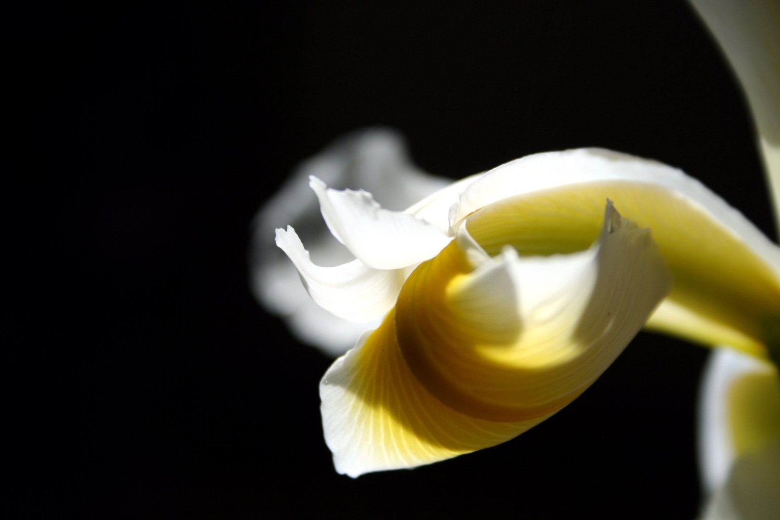 a white flower with yellow inside and light coming out