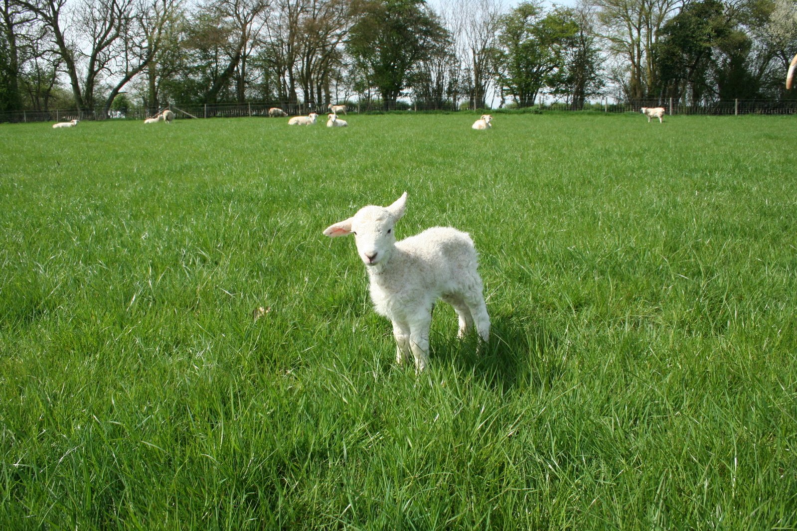 small white sheep standing in the green grass