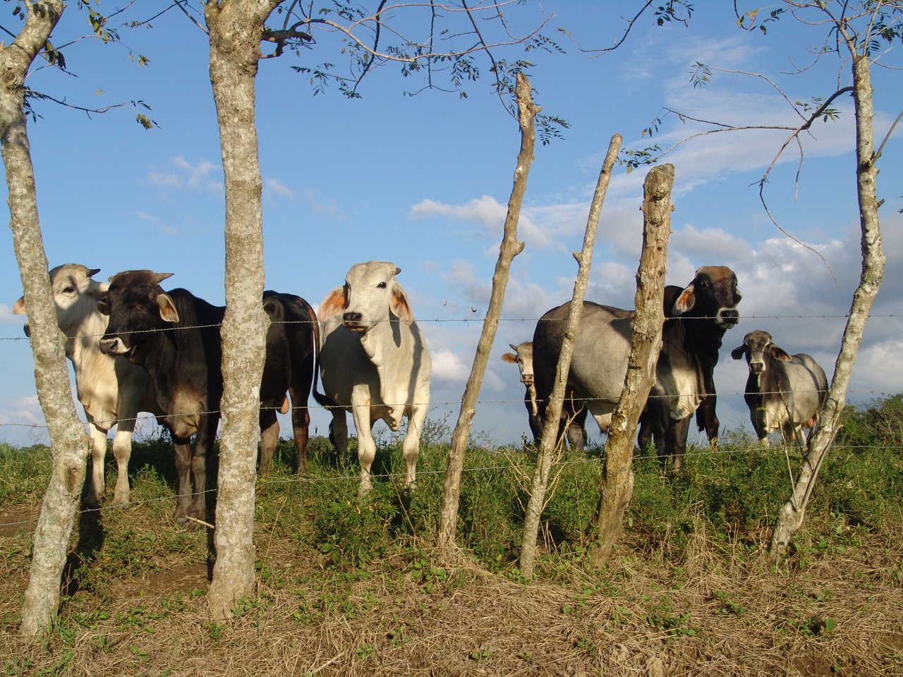 cows are standing beside the fence, near the trees
