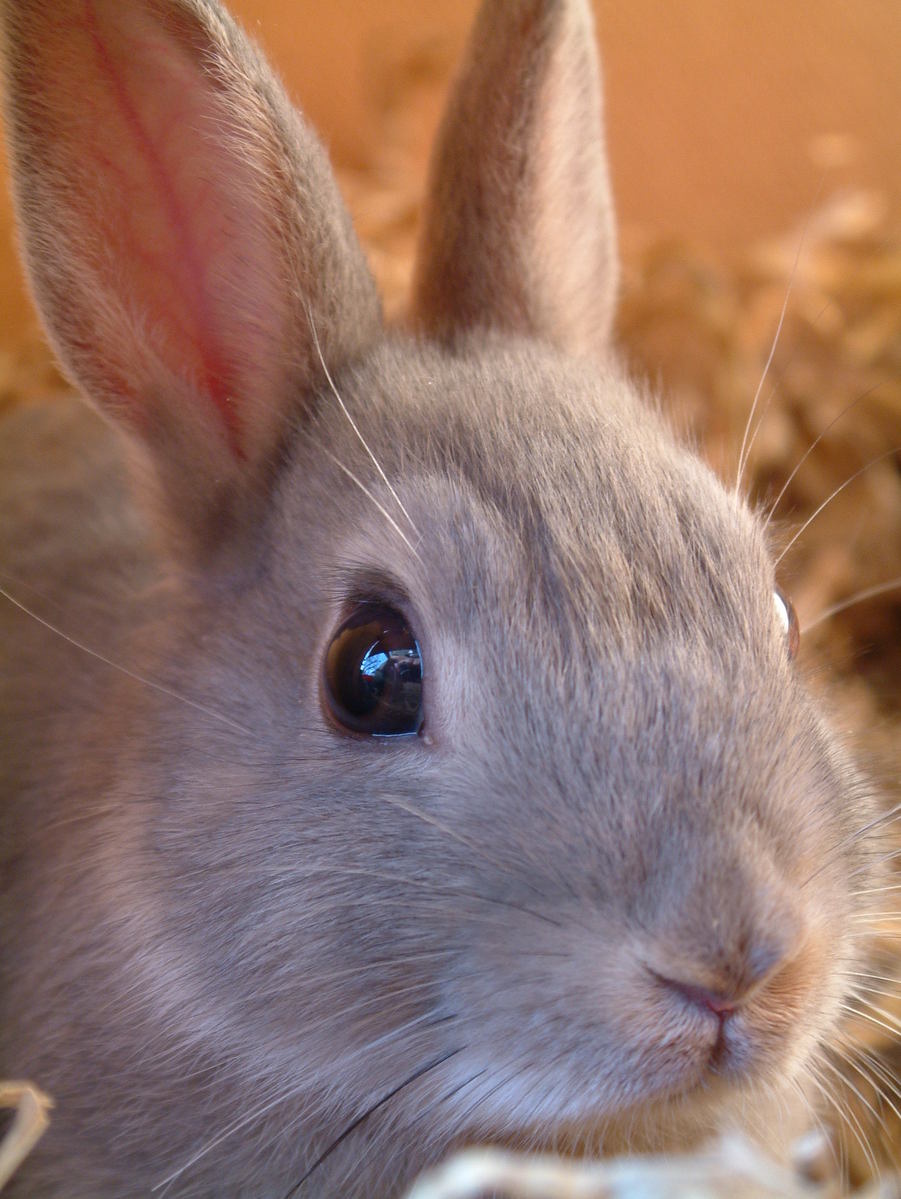 a close up of a small rabbit sitting on a bed of straw