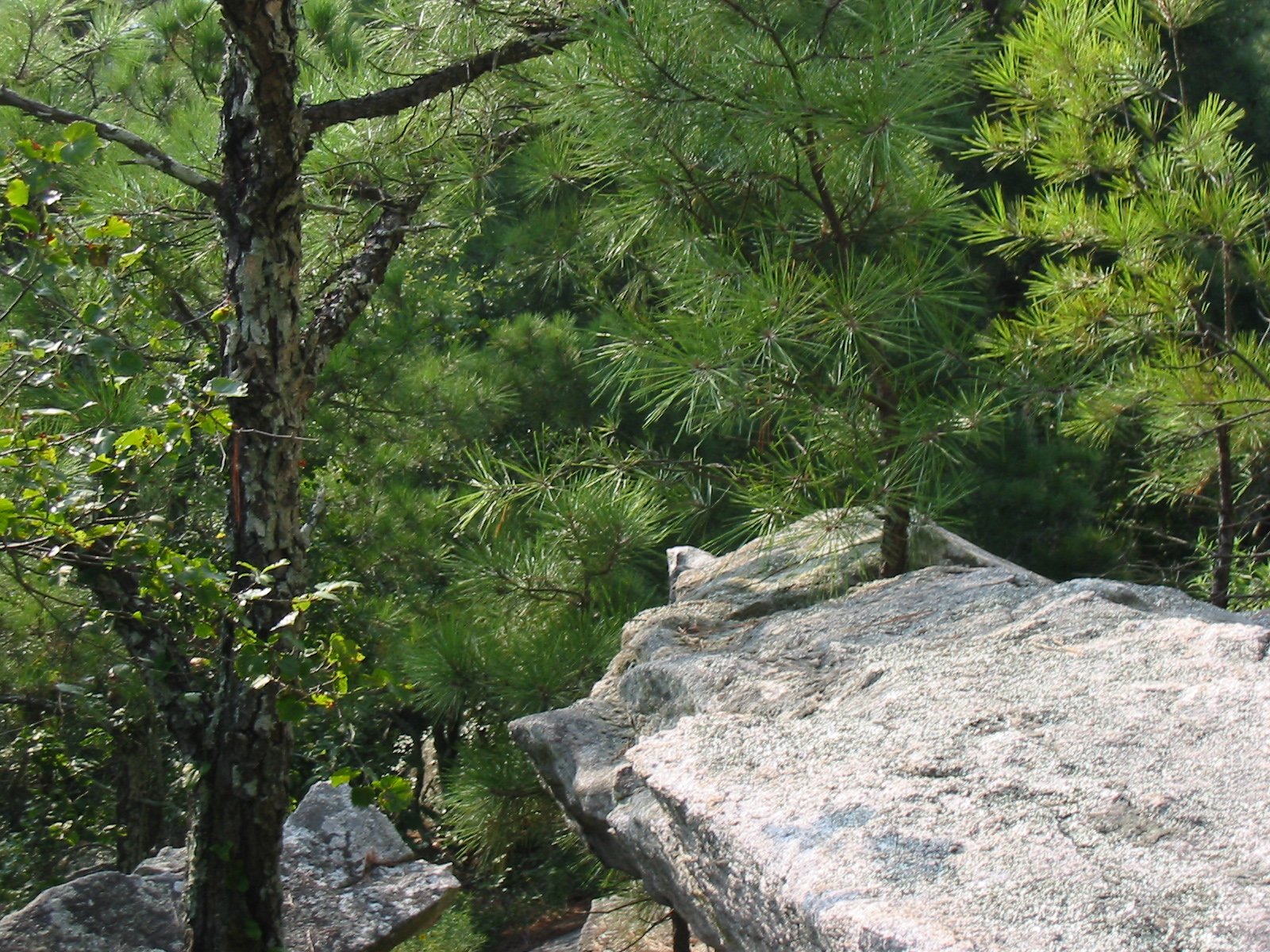 there is a bird perched on a tree