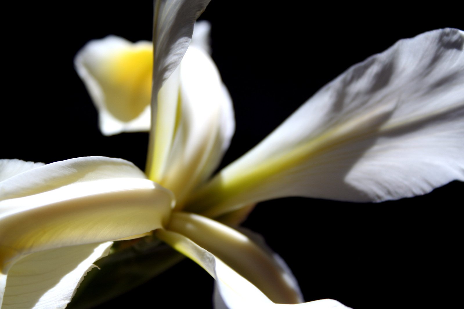 a white flower with a black background in the po