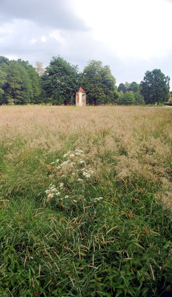 the meadow has many tall, dry weeds
