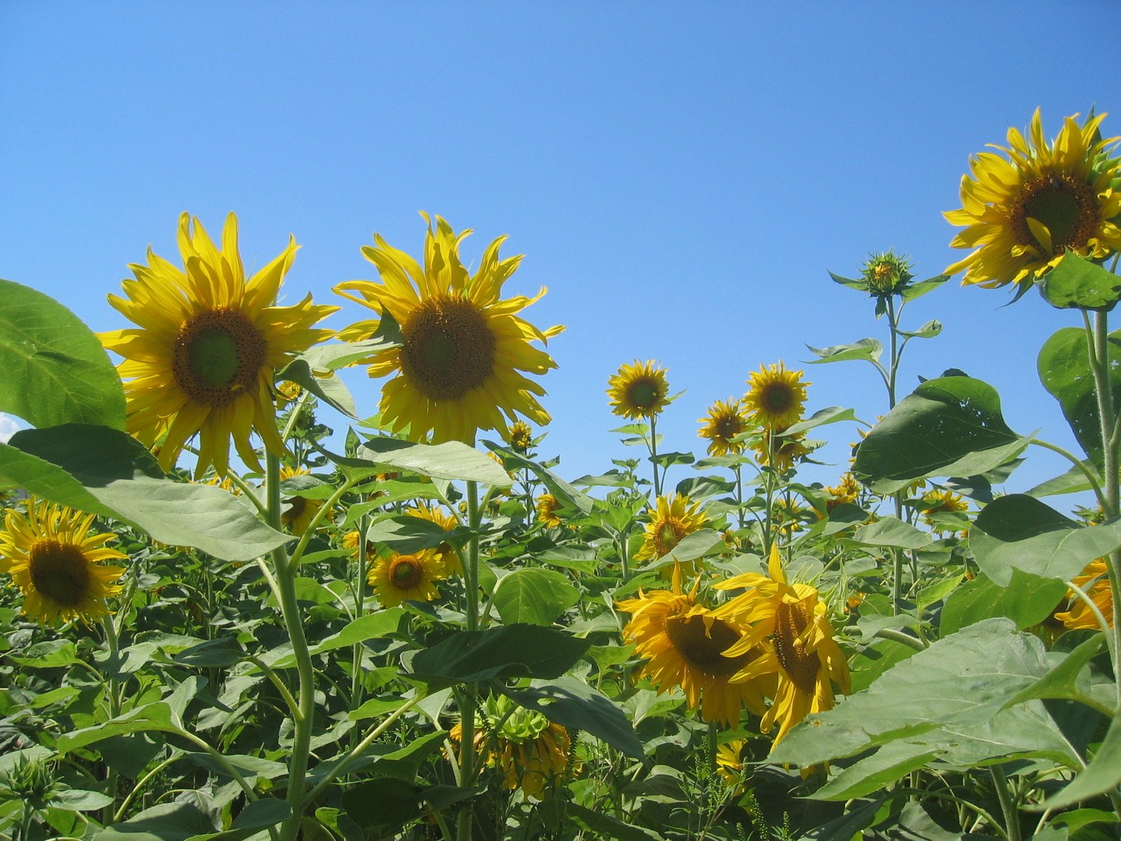 a field of sunflowers growing on the top of a hill