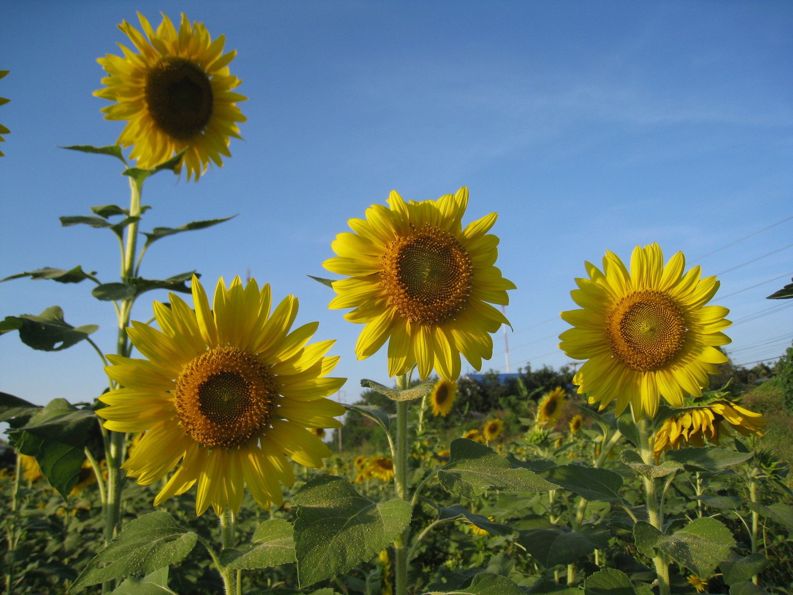 three large sunflowers blooming in the sunlight