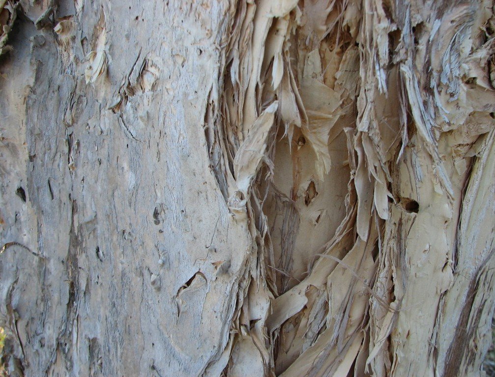 the bark on a tree is peeling