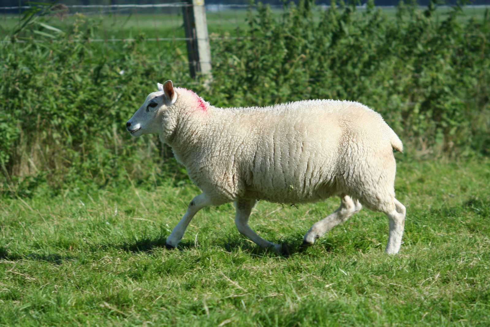 a large sheep is standing in a grass field