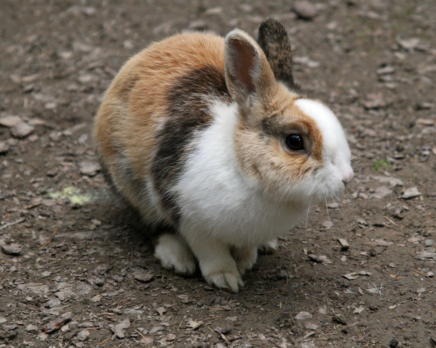 a small rabbit sitting on the ground