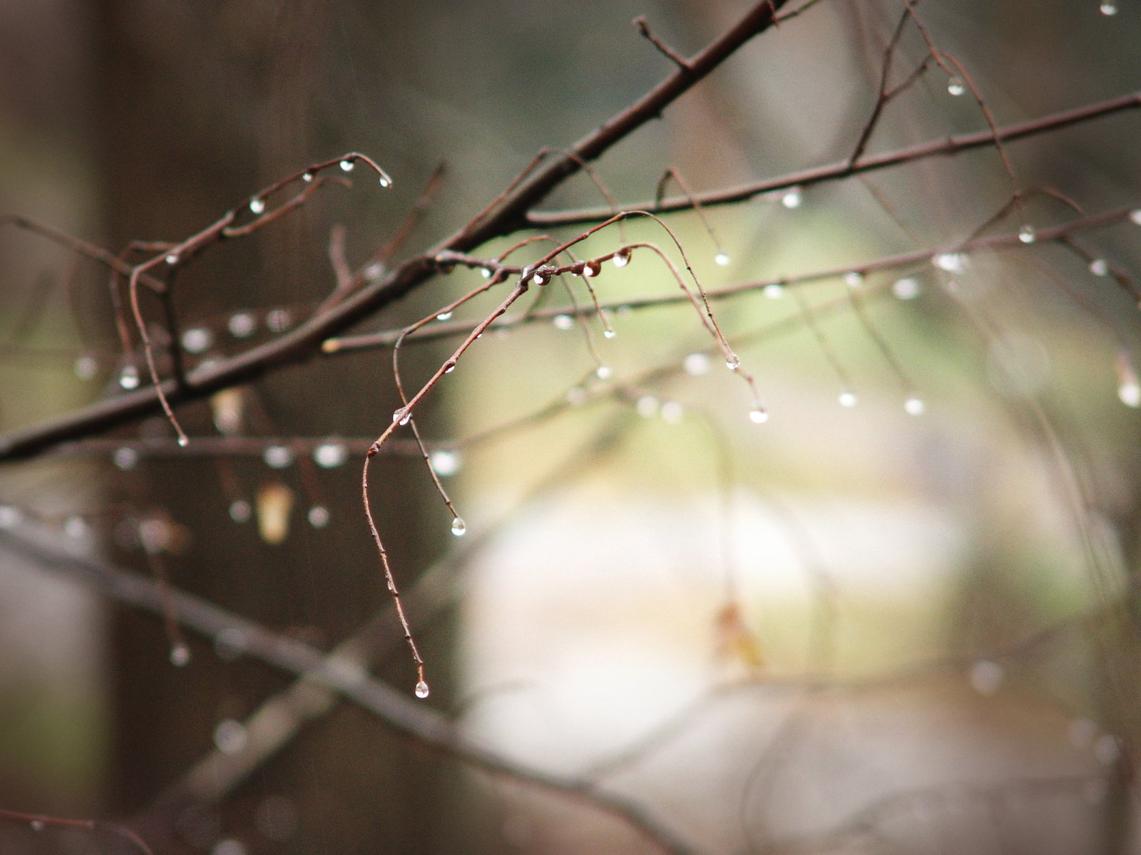 drops of rain on the twig of a tree