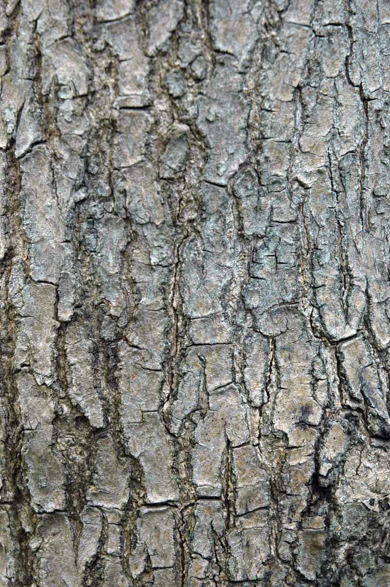 the bark on this tree shows very little bumps