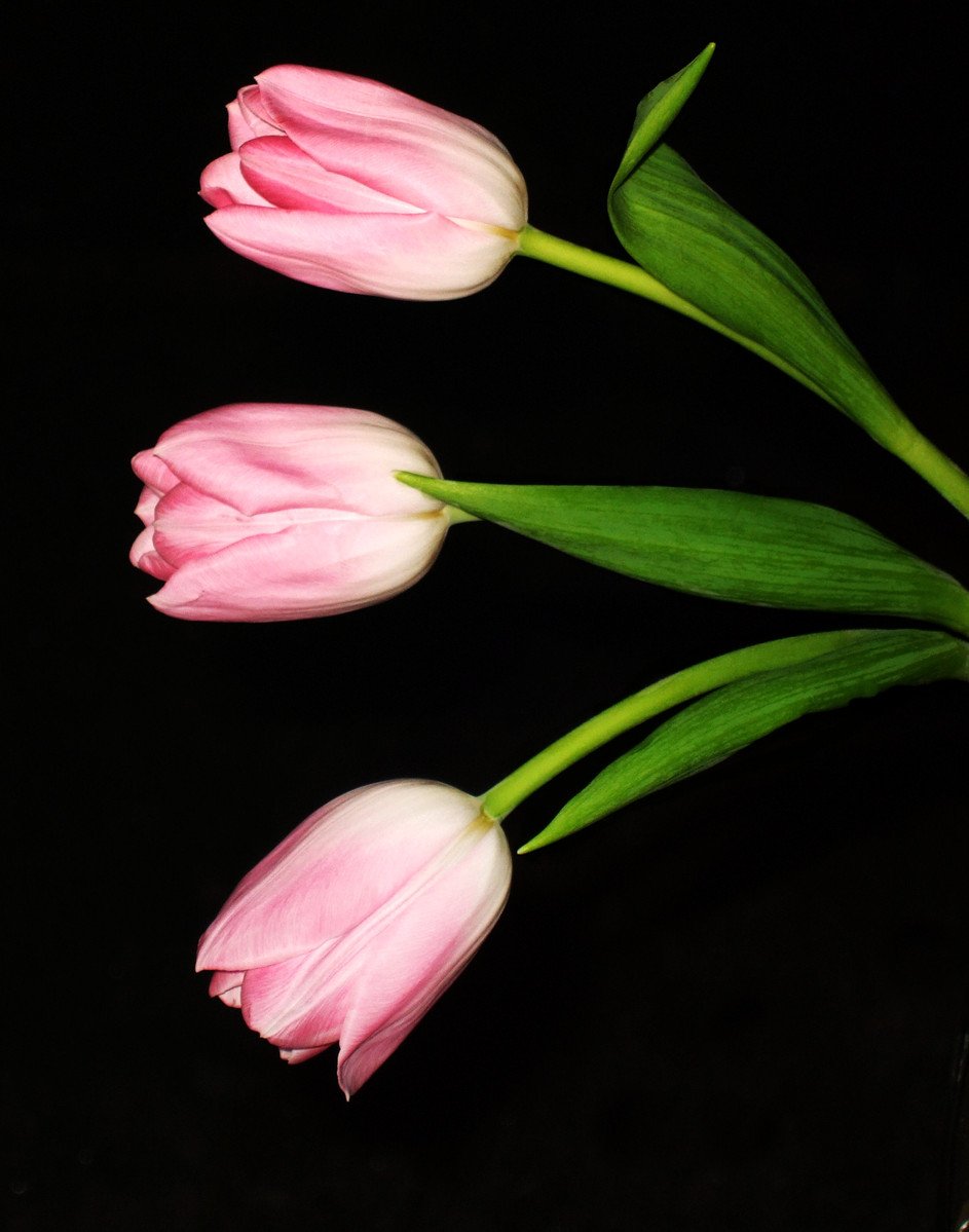 two large pink tulips are sitting on a dark table