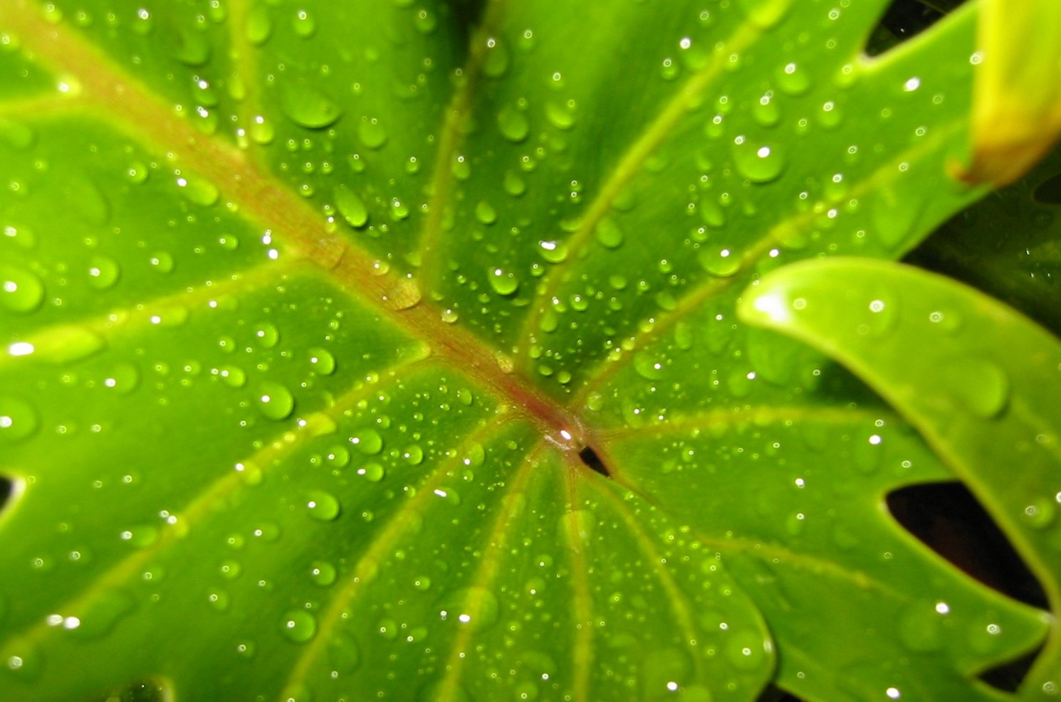 close up of leaves with water drops on them