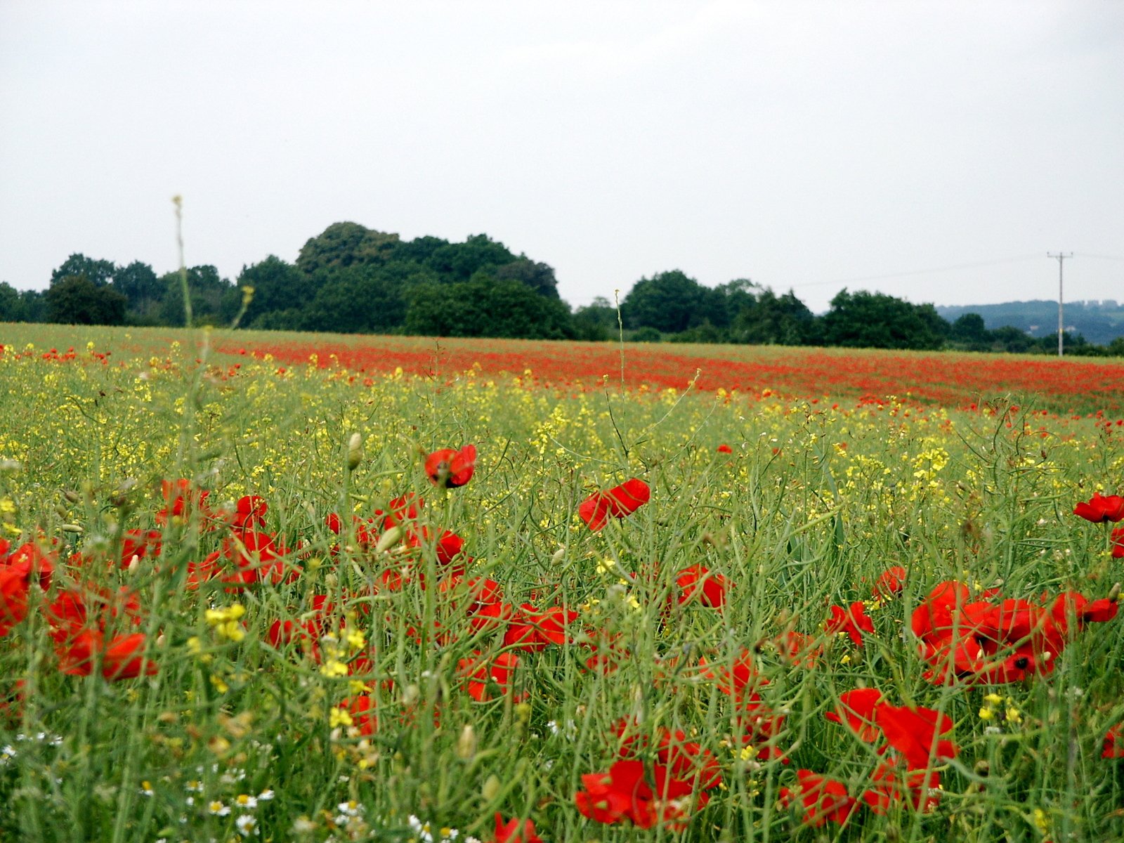 a field with red flowers and yellow flowers