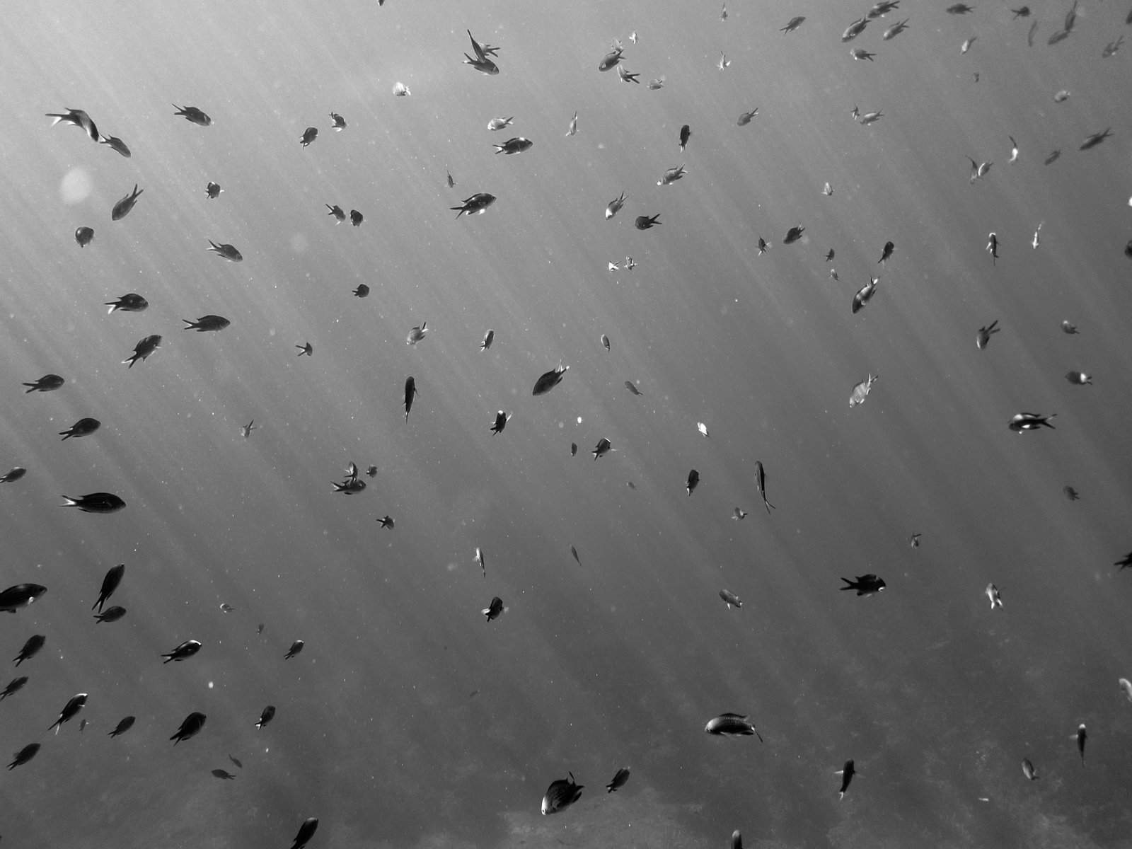 a black and white po of fishes swimming