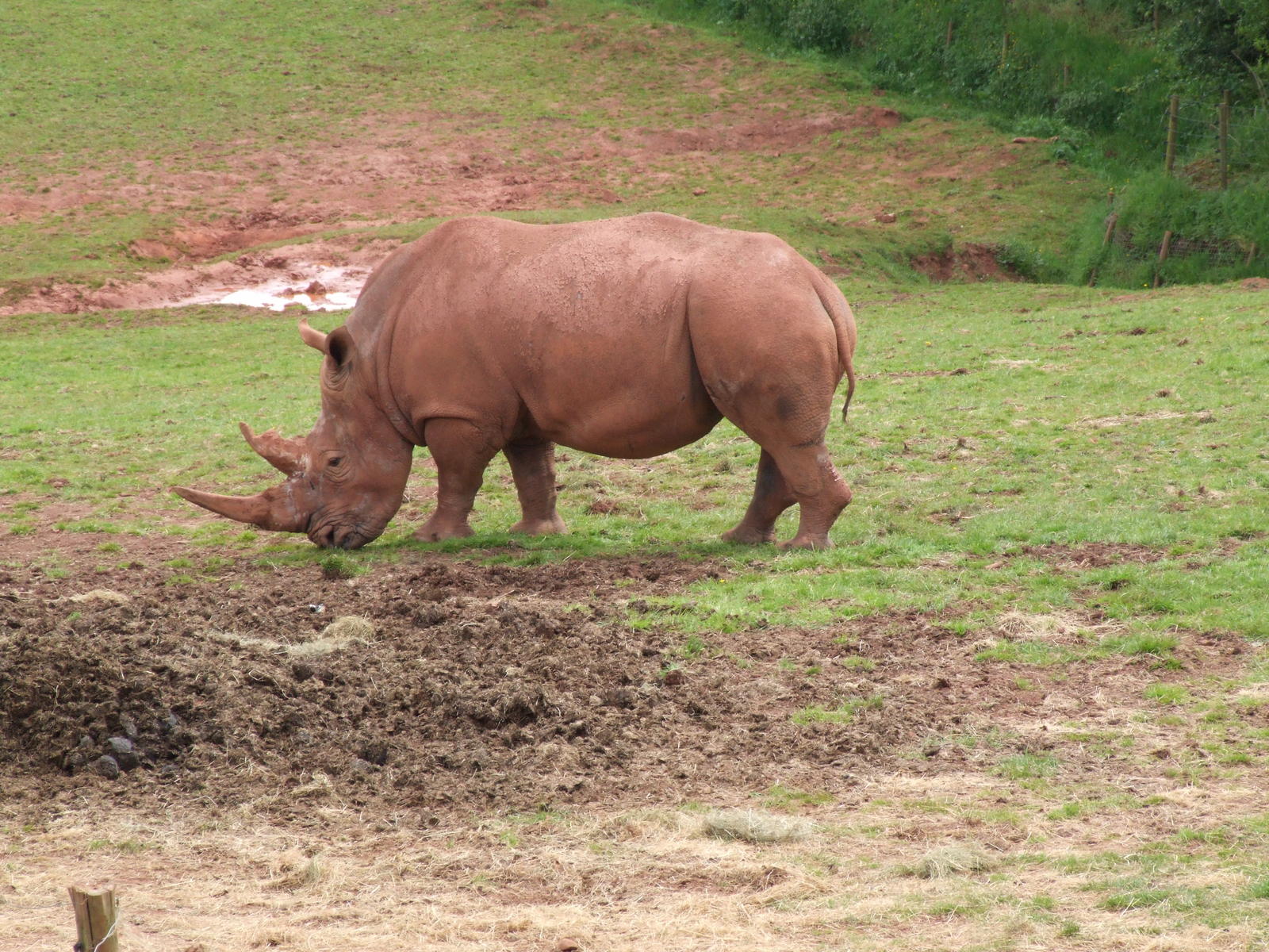 a rhino that is standing on some grass