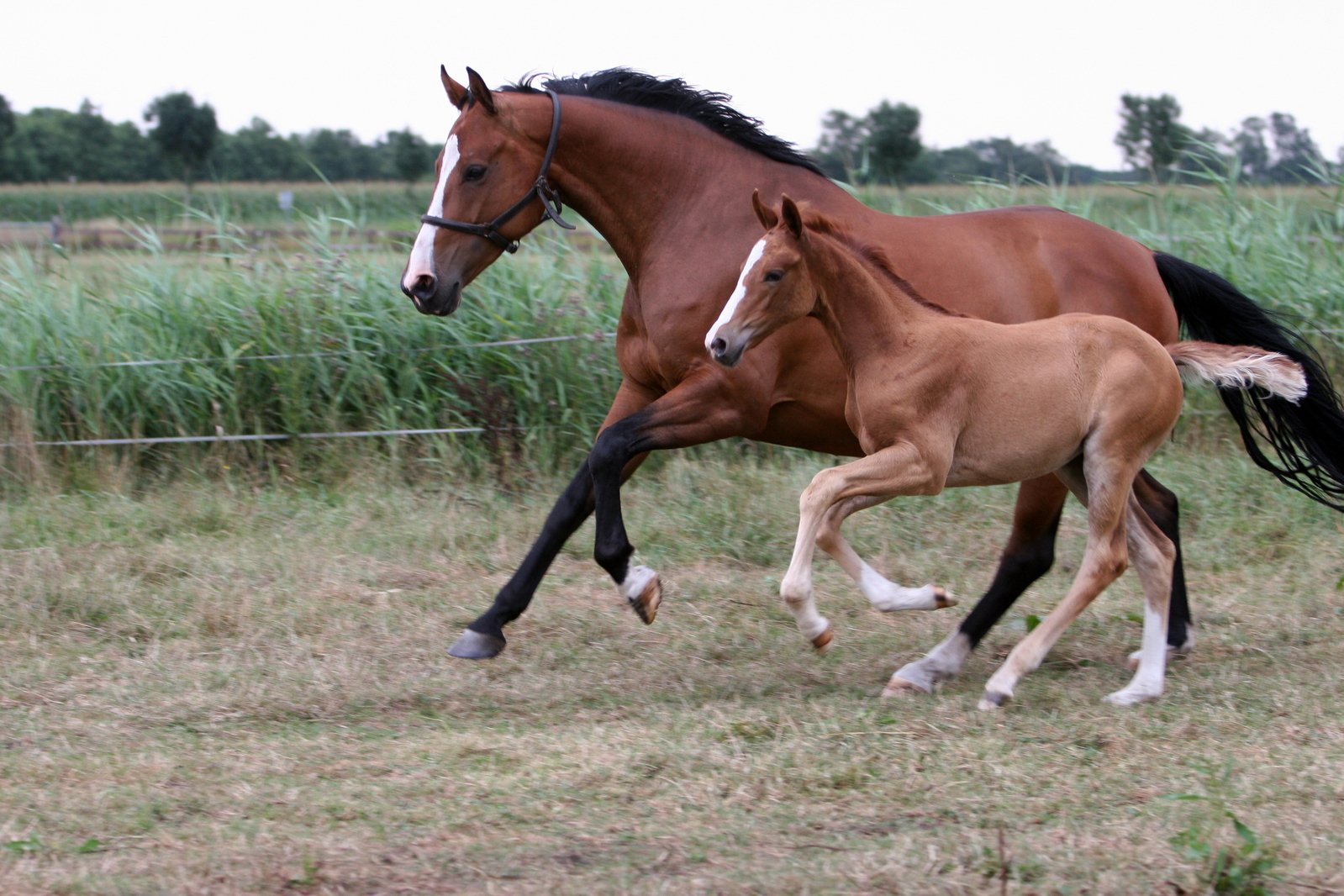 two horses running and galloping in the middle of a field