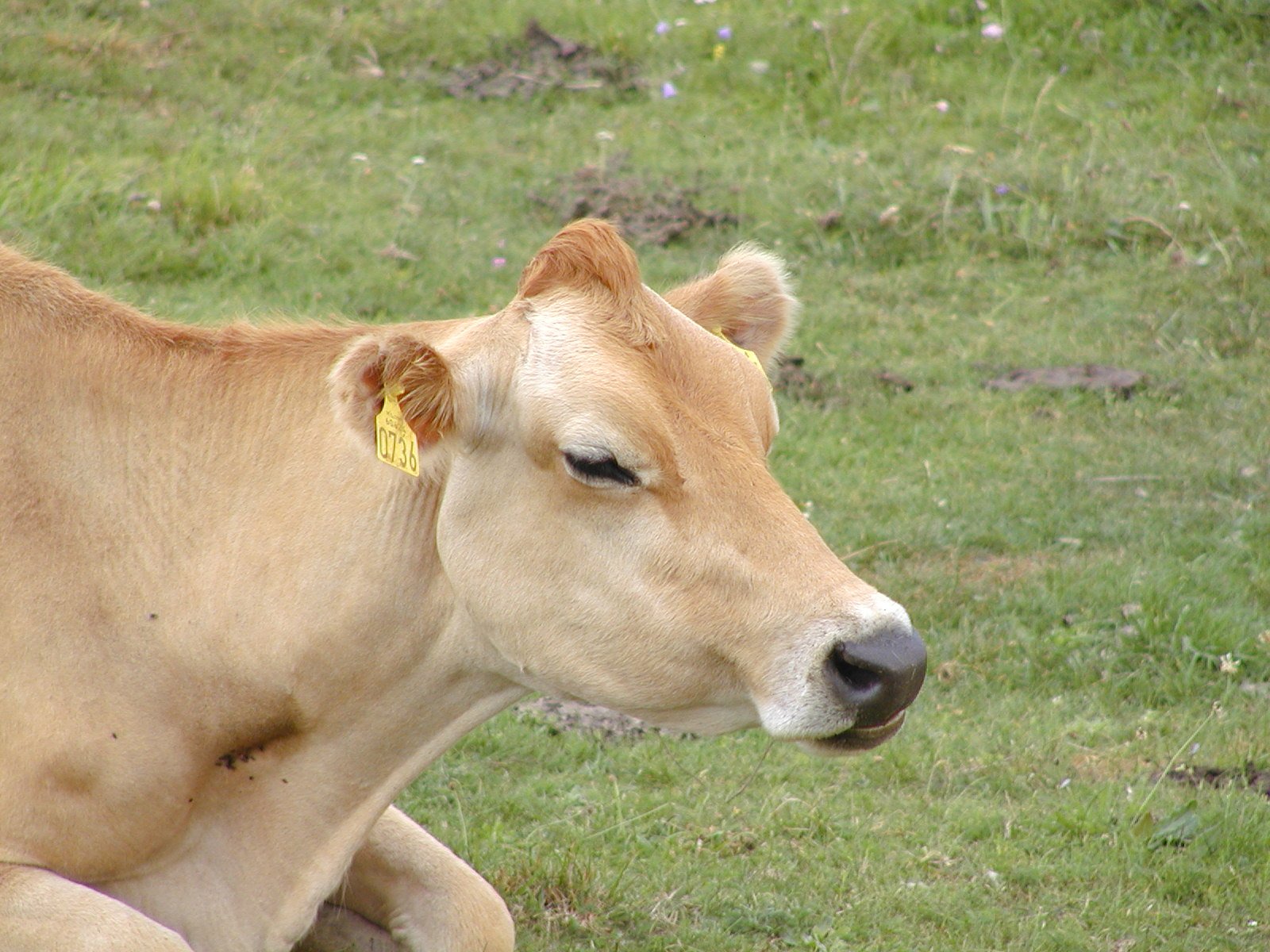 a close up of a tan cow on the grass