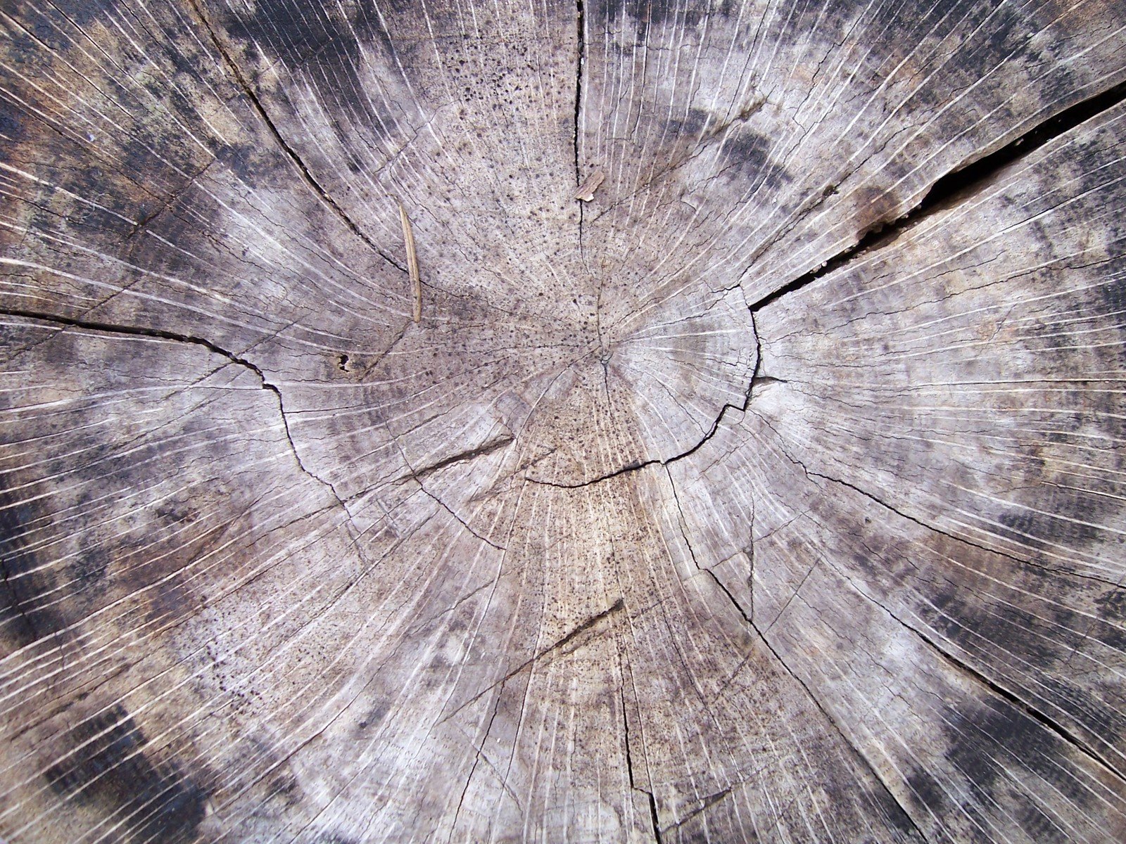 tree stump with several lines that are in the middle