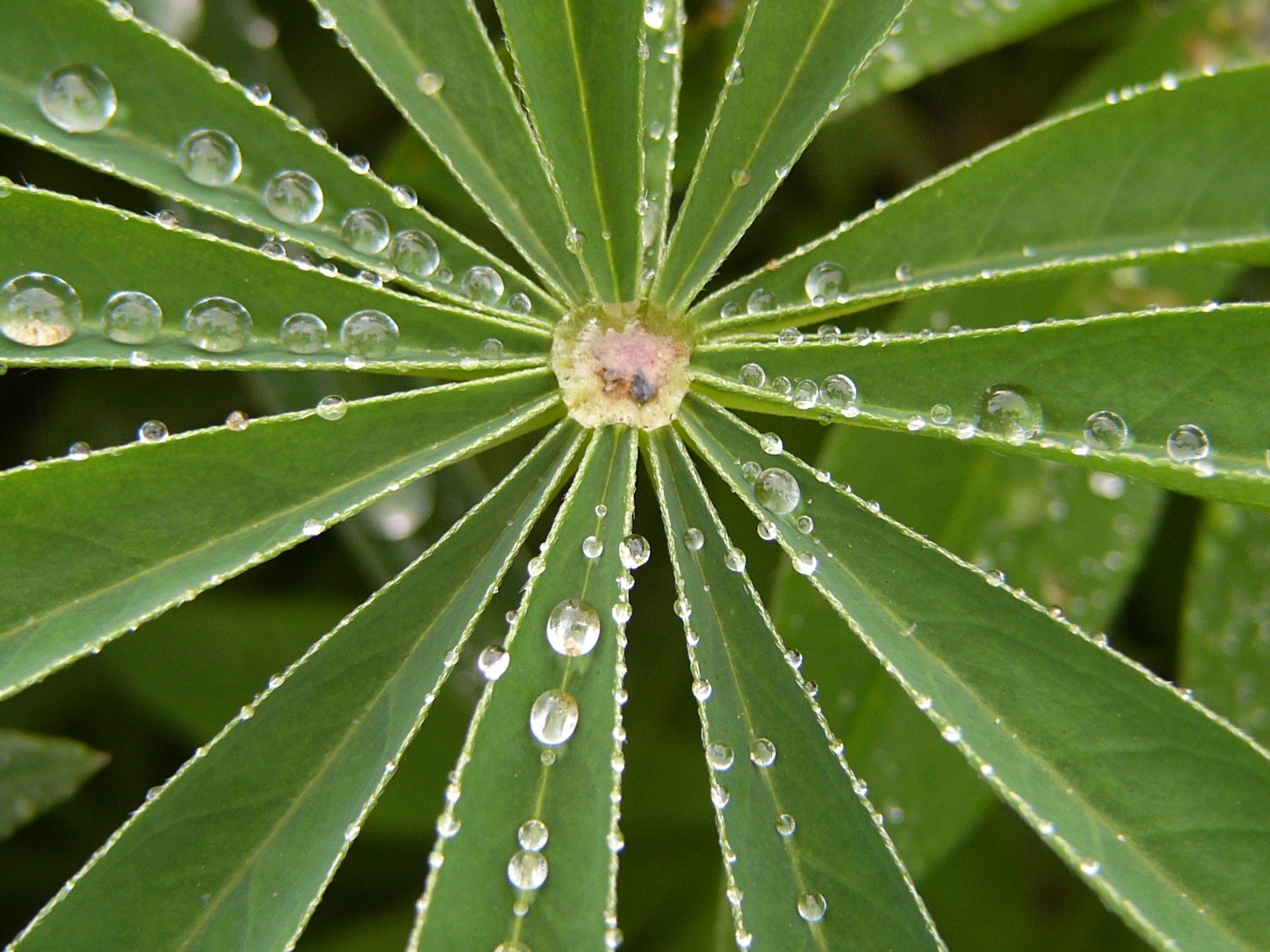 a green leaf covered in rain drops