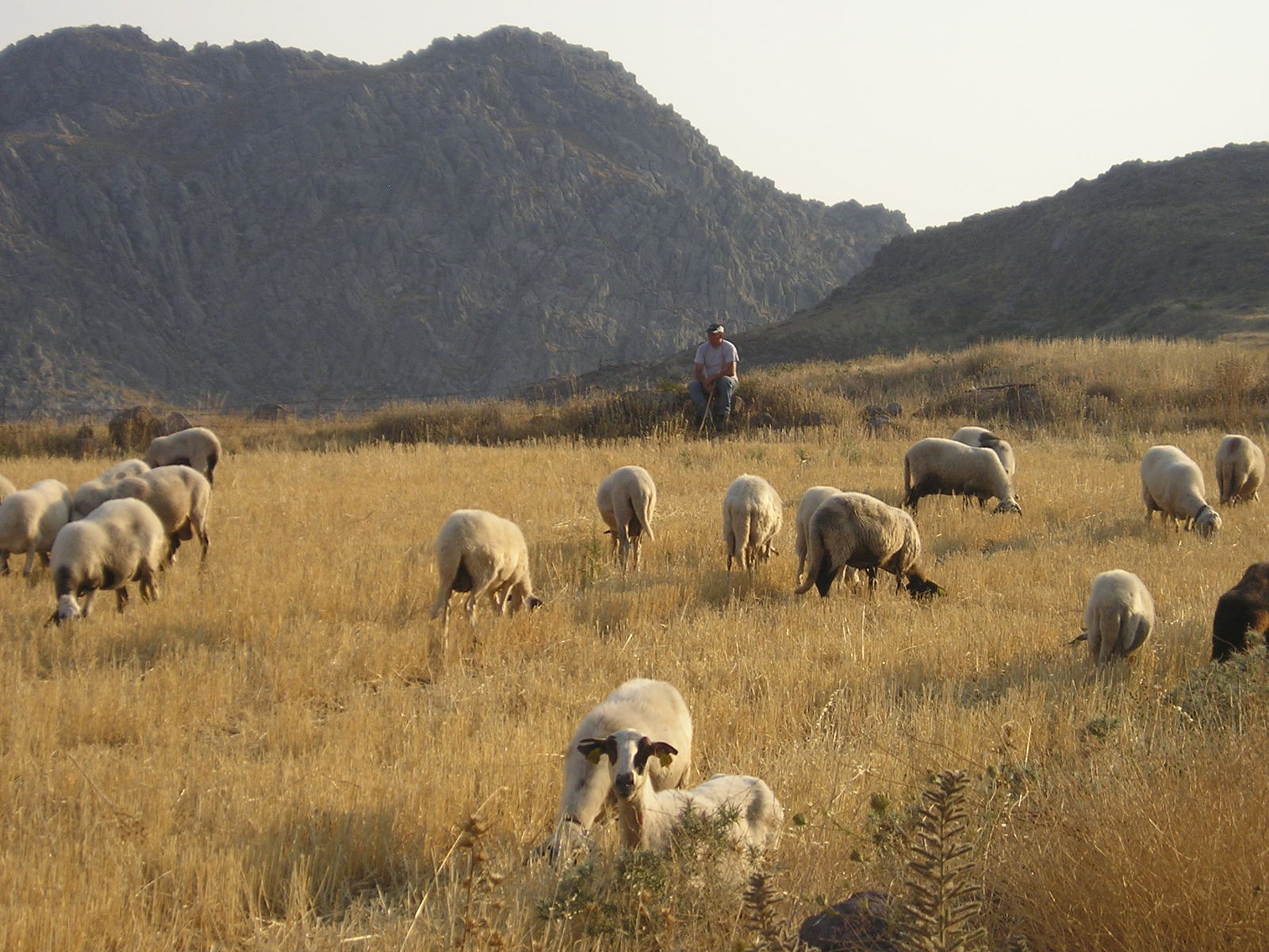 a herd of sheep grazing on a grass covered hillside