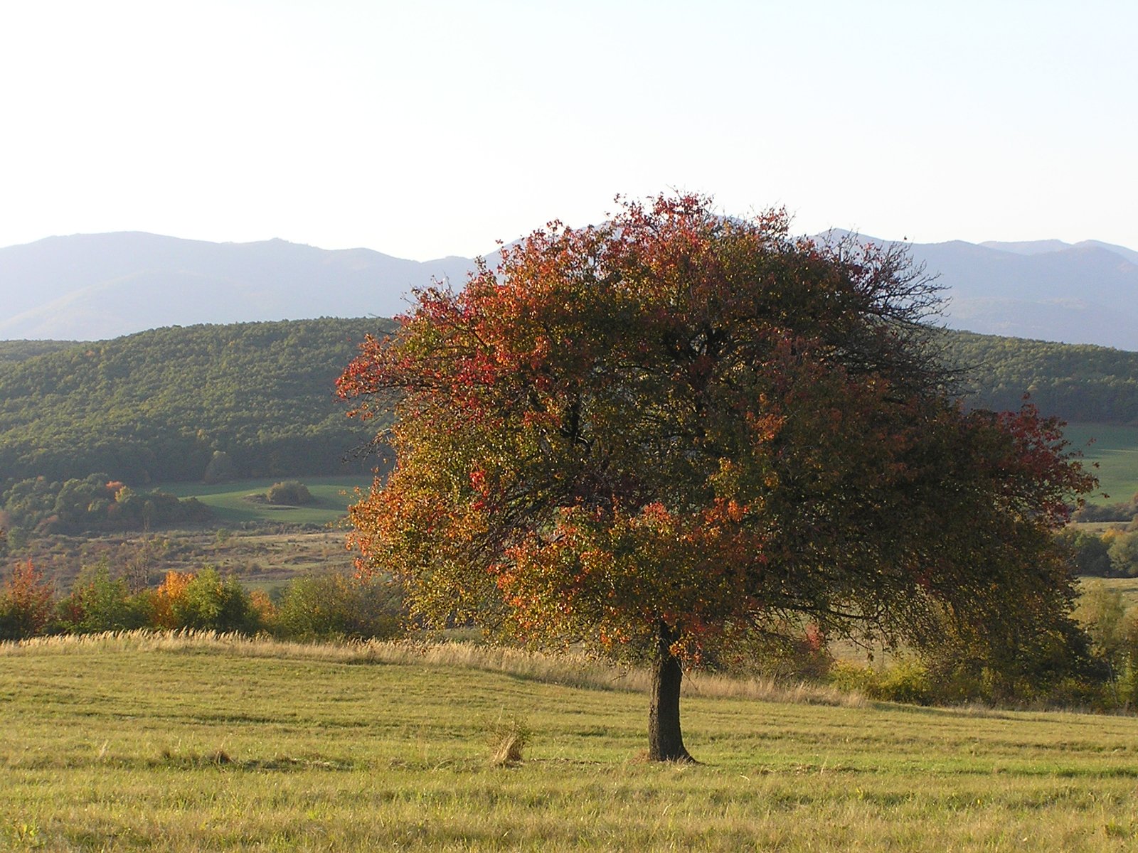 a tree stands in a field with mountains in the distance