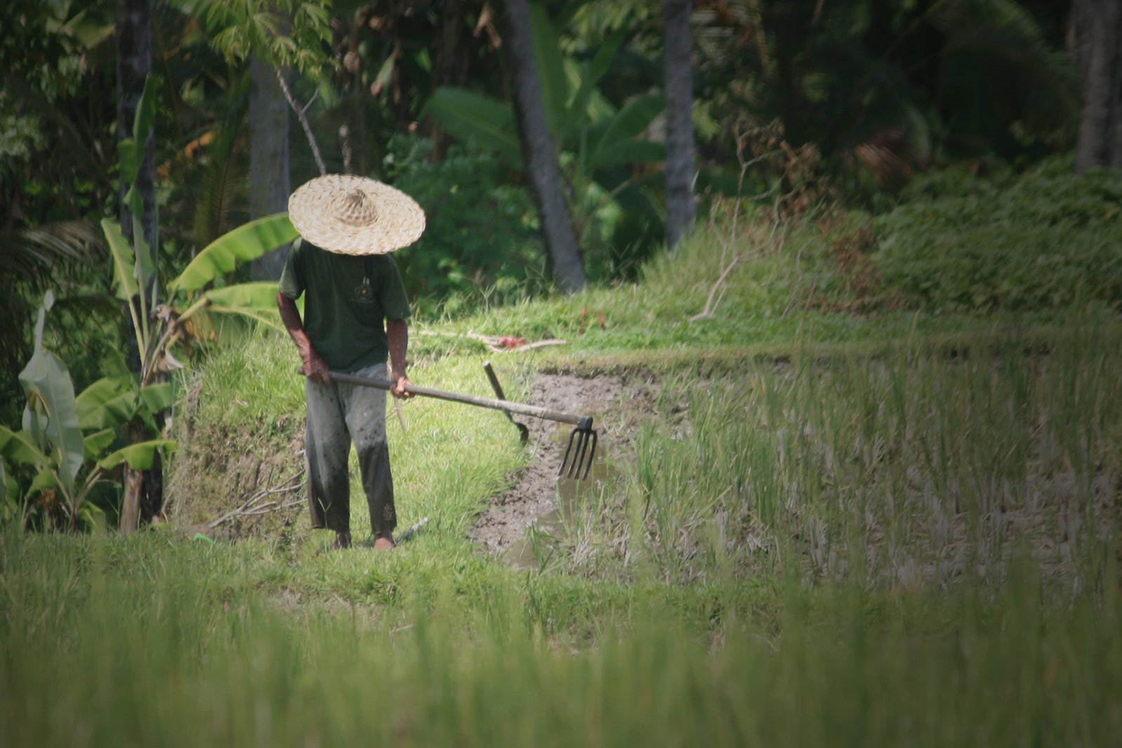 a man walks in the field, carrying an hoe with plants