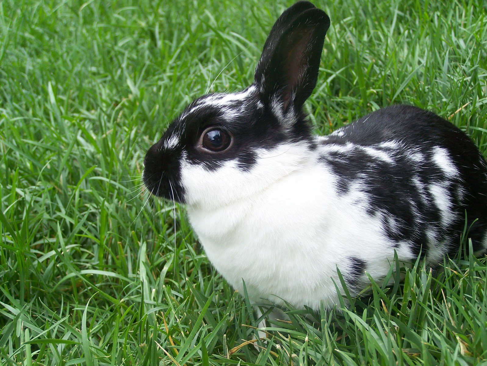 a black and white rabbit sits in the grass