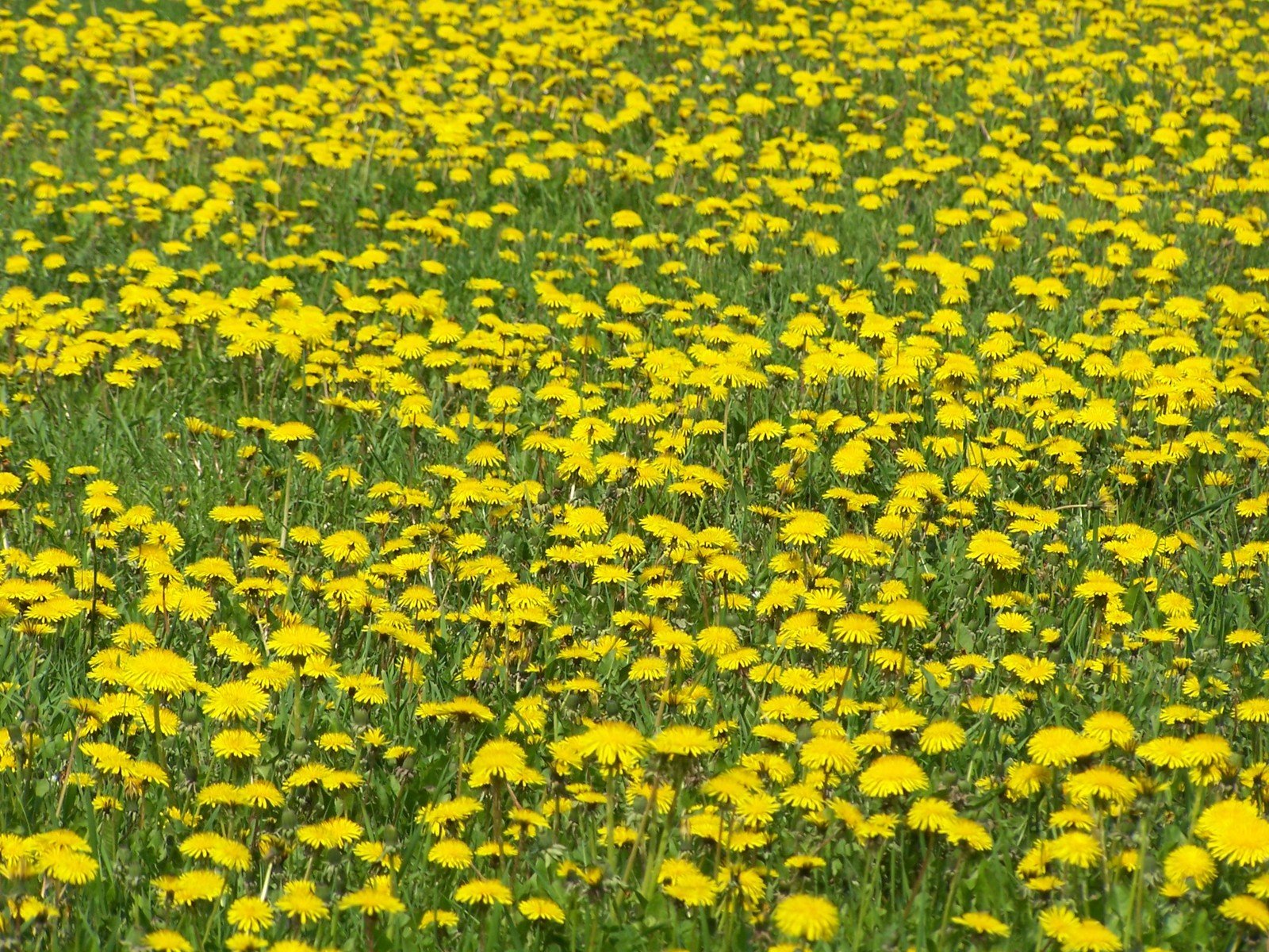 yellow dandelions are abundant in the field
