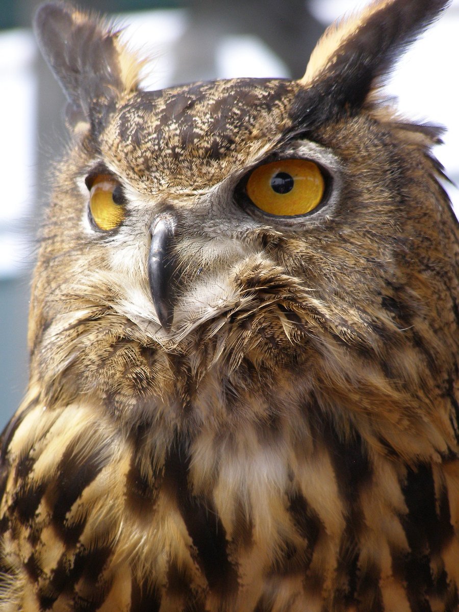 an owl with orange eyes standing in front of a white wall