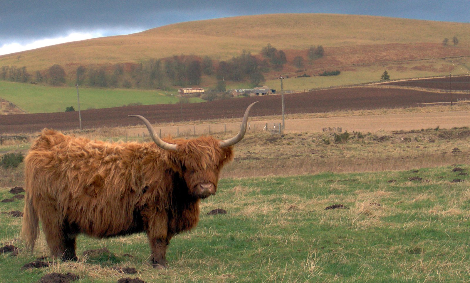 a bull stands in a field with trees and hills in the background