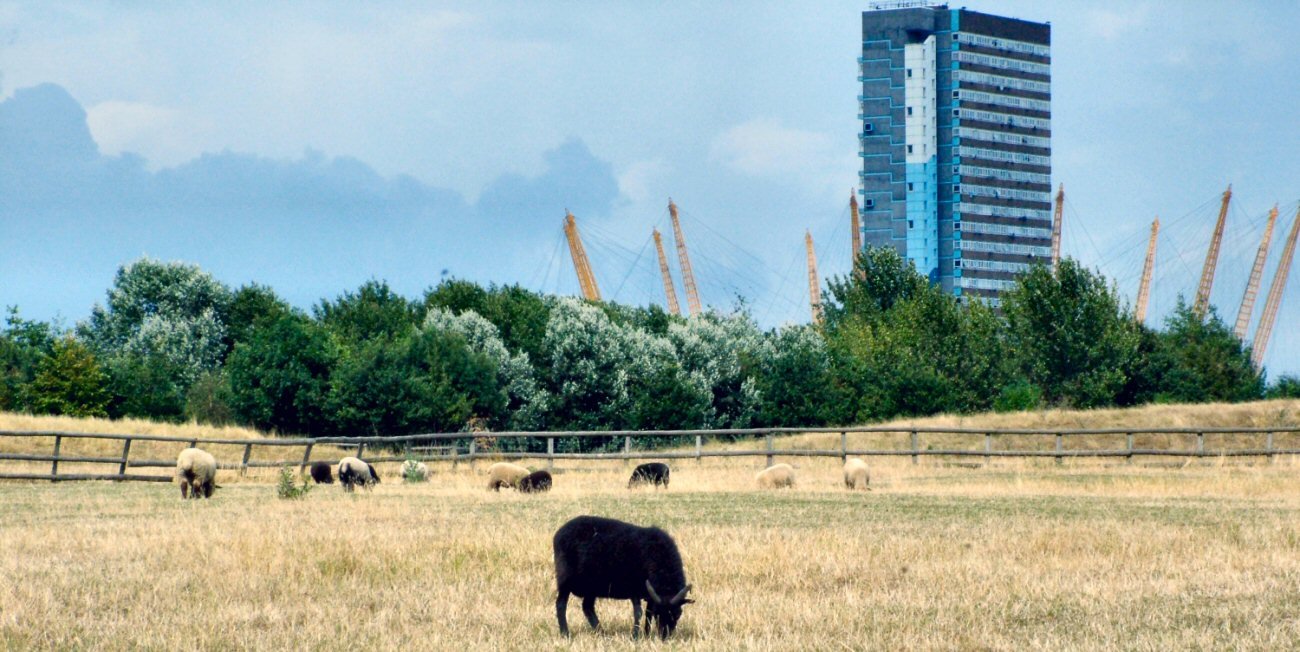 a big building in the background next to a field with a bunch of animals
