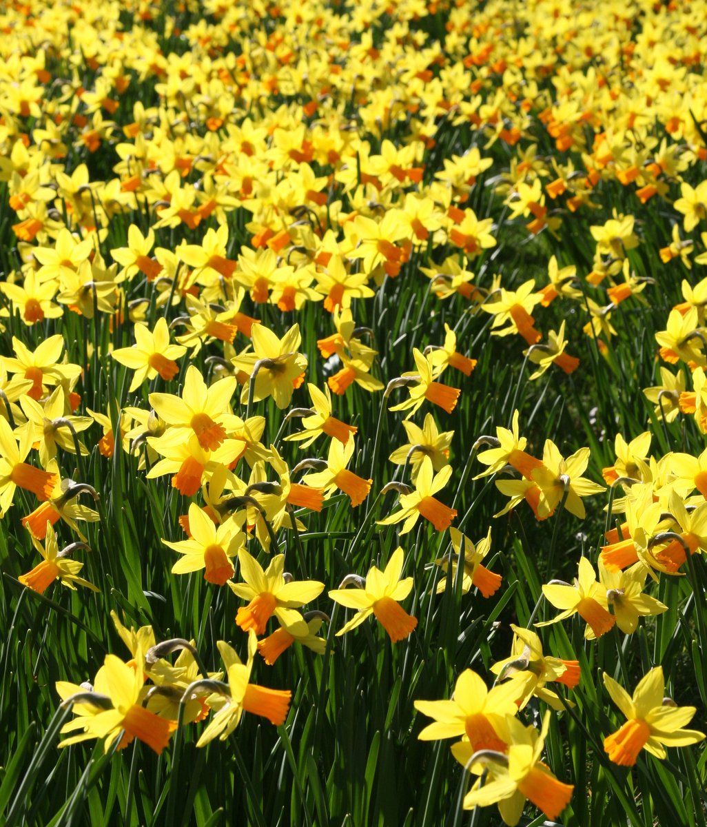 several yellow flowers are in a field