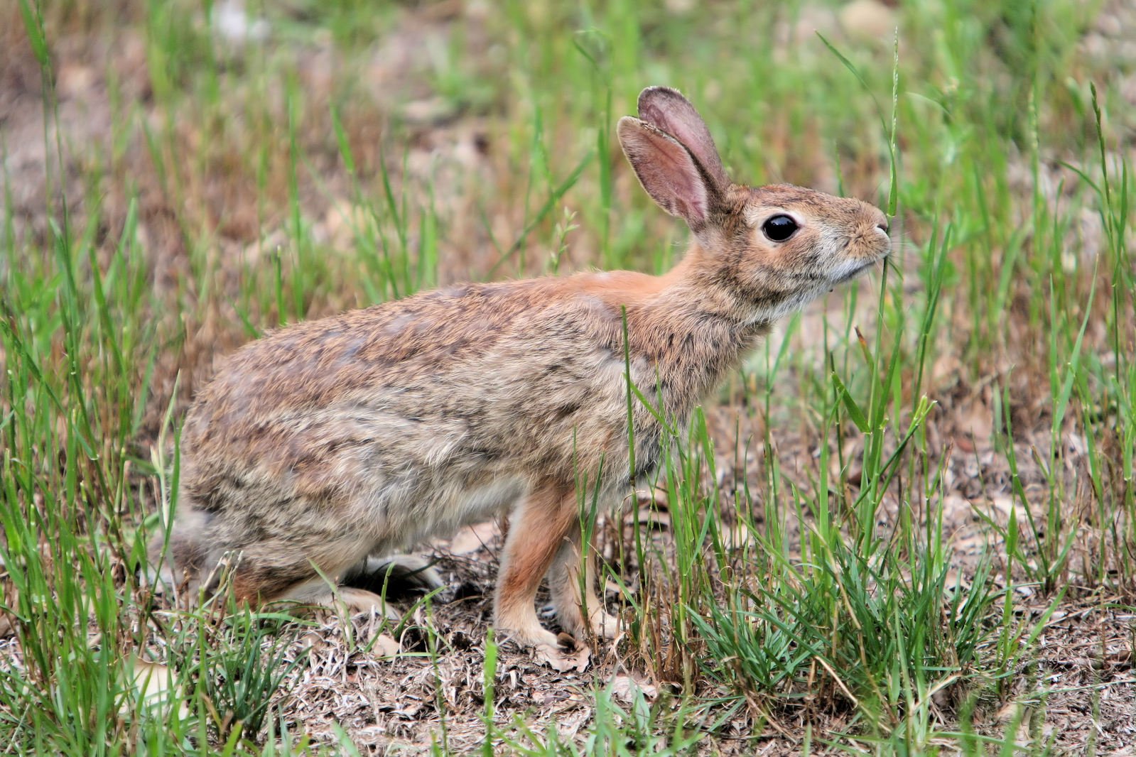 a small rabbit standing in a grassy area