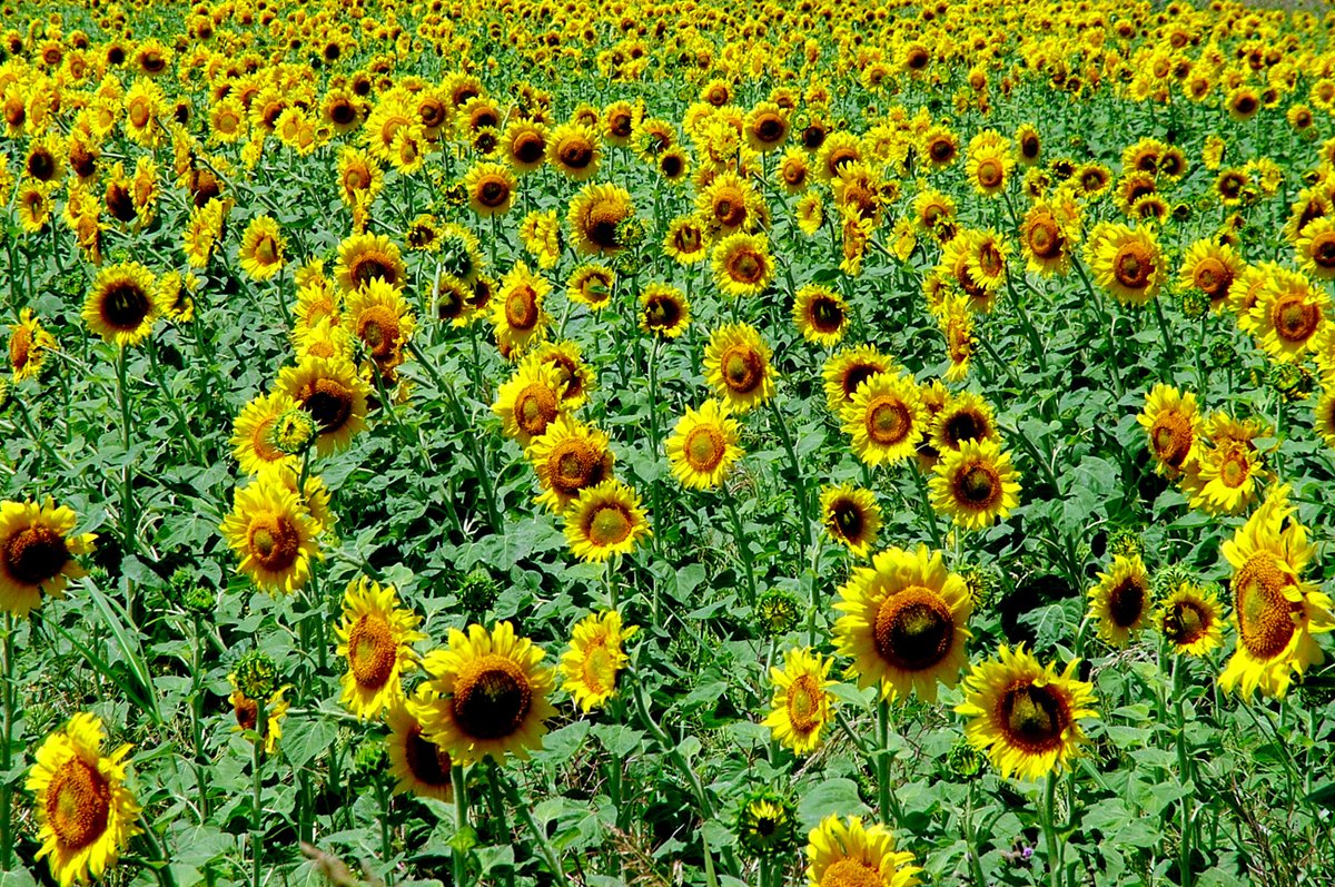 an outdoor field of sunflowers in bloom and in the foreground