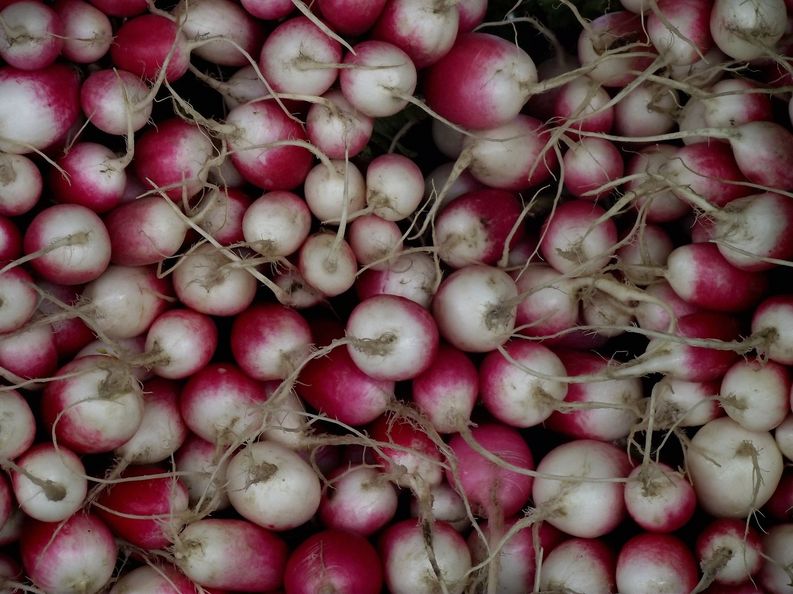 many radishes sitting next to each other