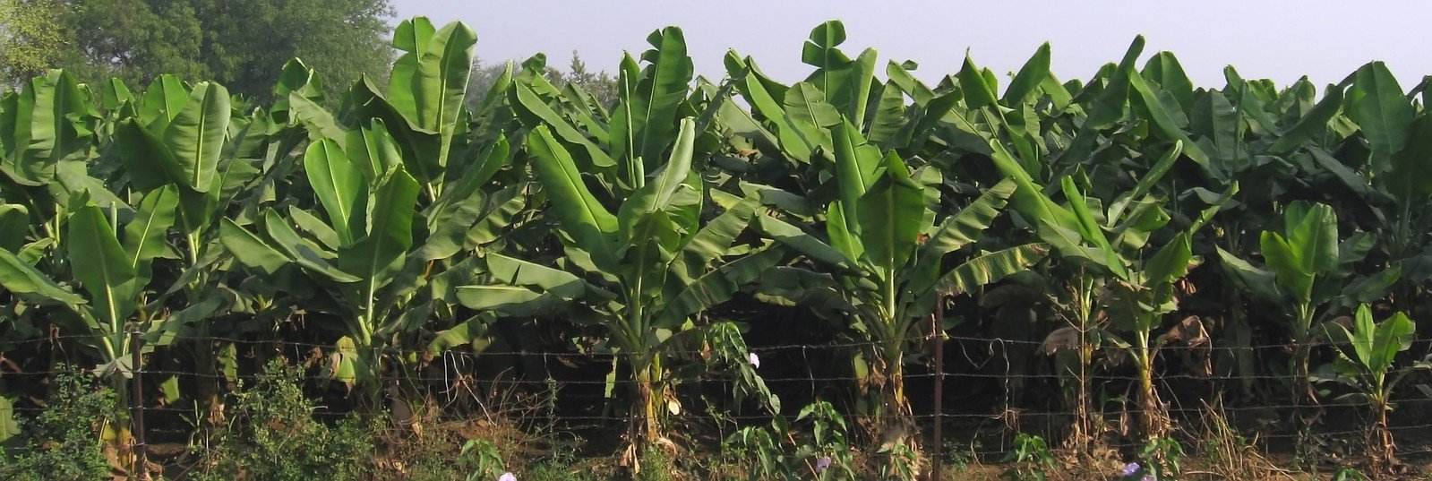 large banana trees growing behind a fence in front of a tree