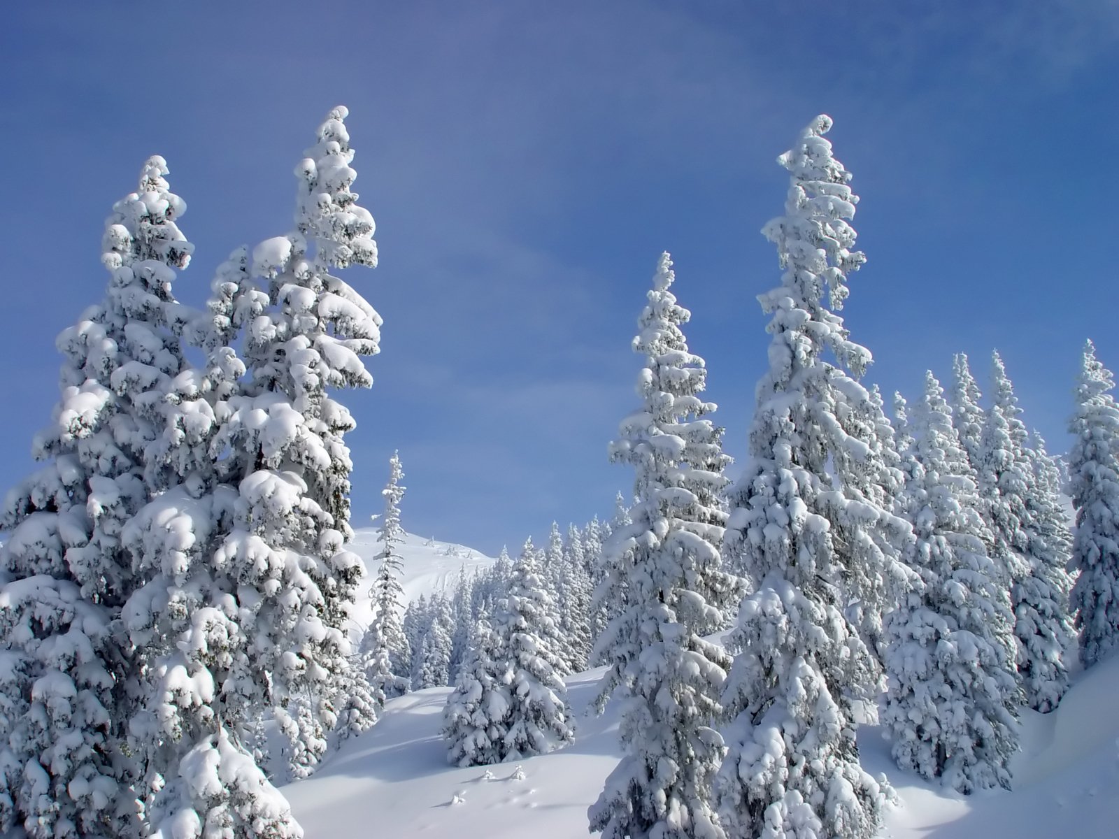 snow covered trees are in the distance near the clouds