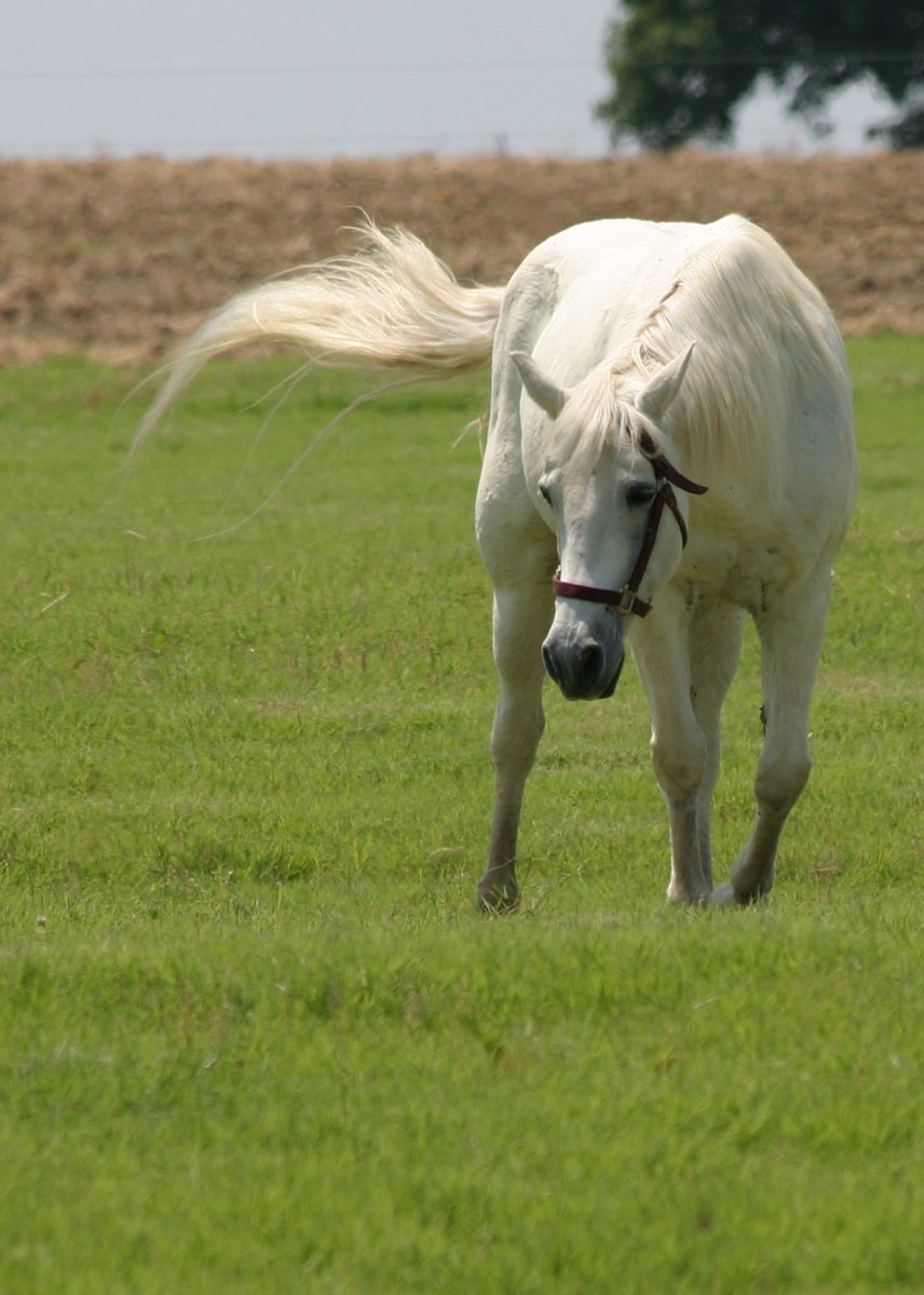 a white horse walking in the open field