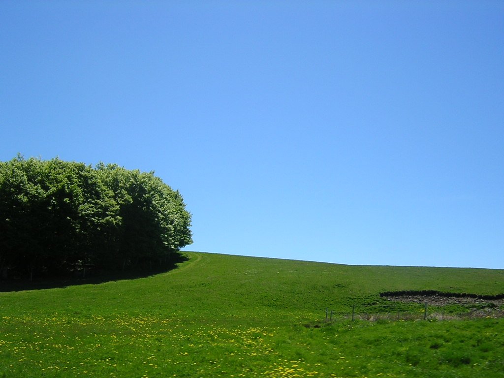 some grass bushes and trees with a blue sky