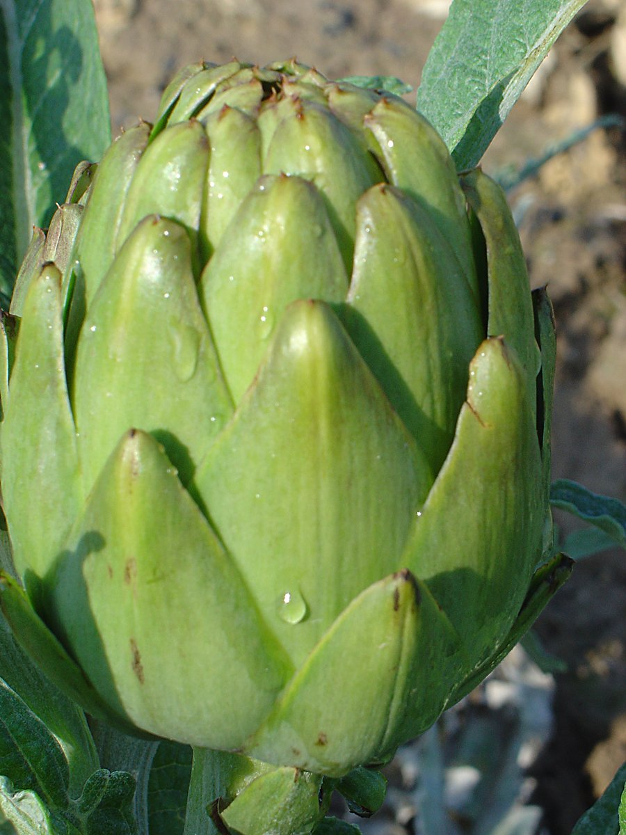 green artichoke with drops on green leaves