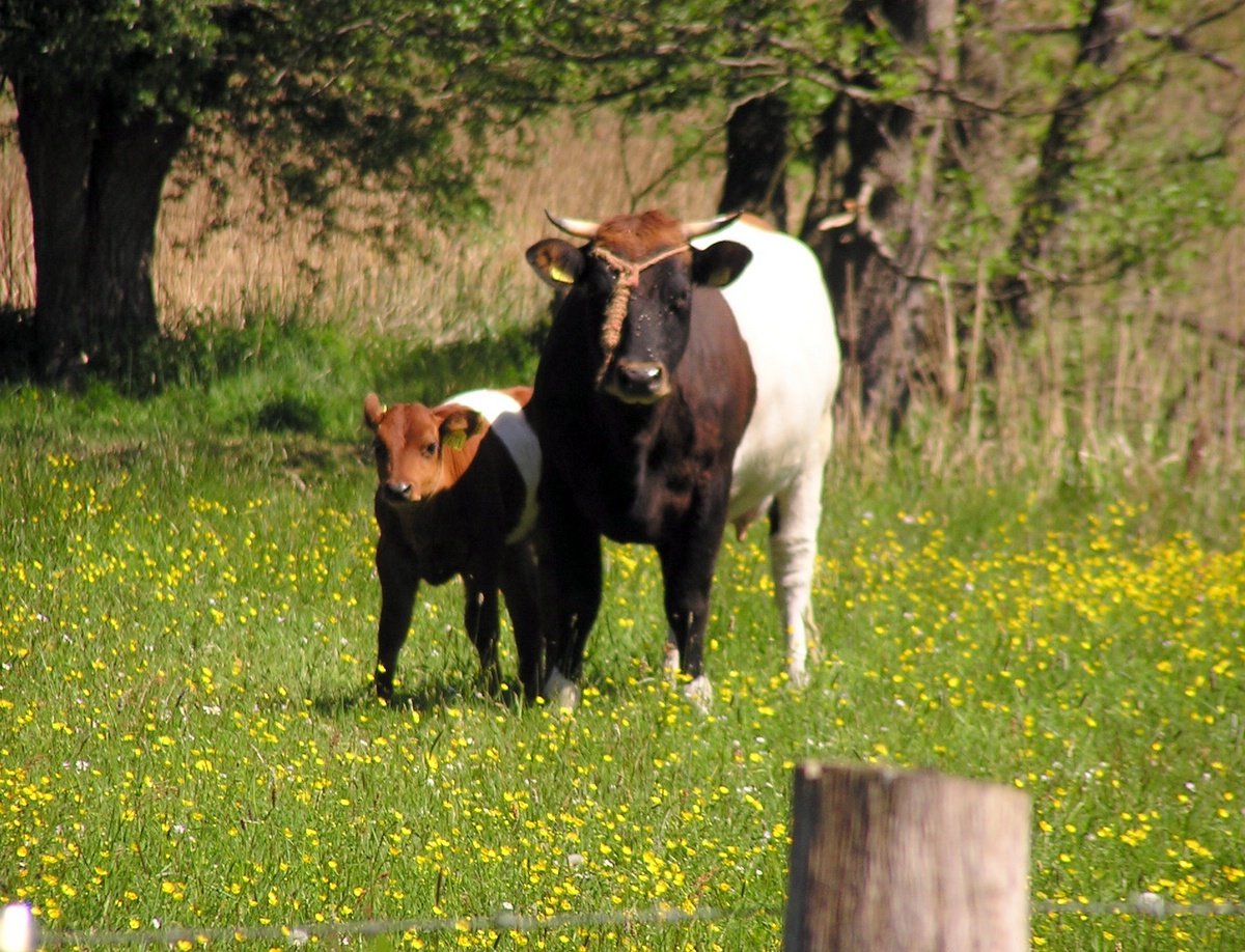 three brown and white cows walking on grass in front of trees