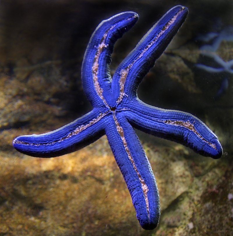 a purple starfish floating in a cave