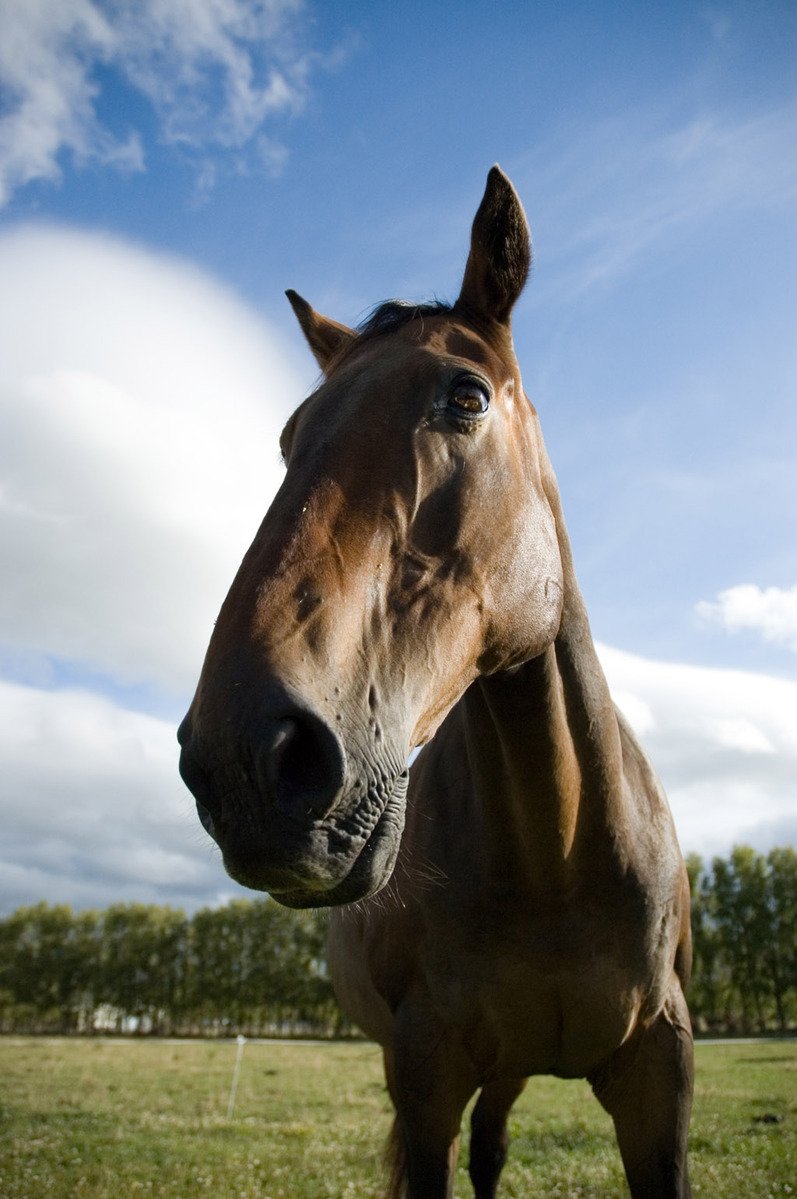 a brown horse with it's nose on grass