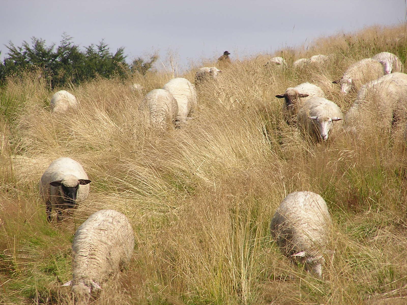 several sheep walk through the tall grass