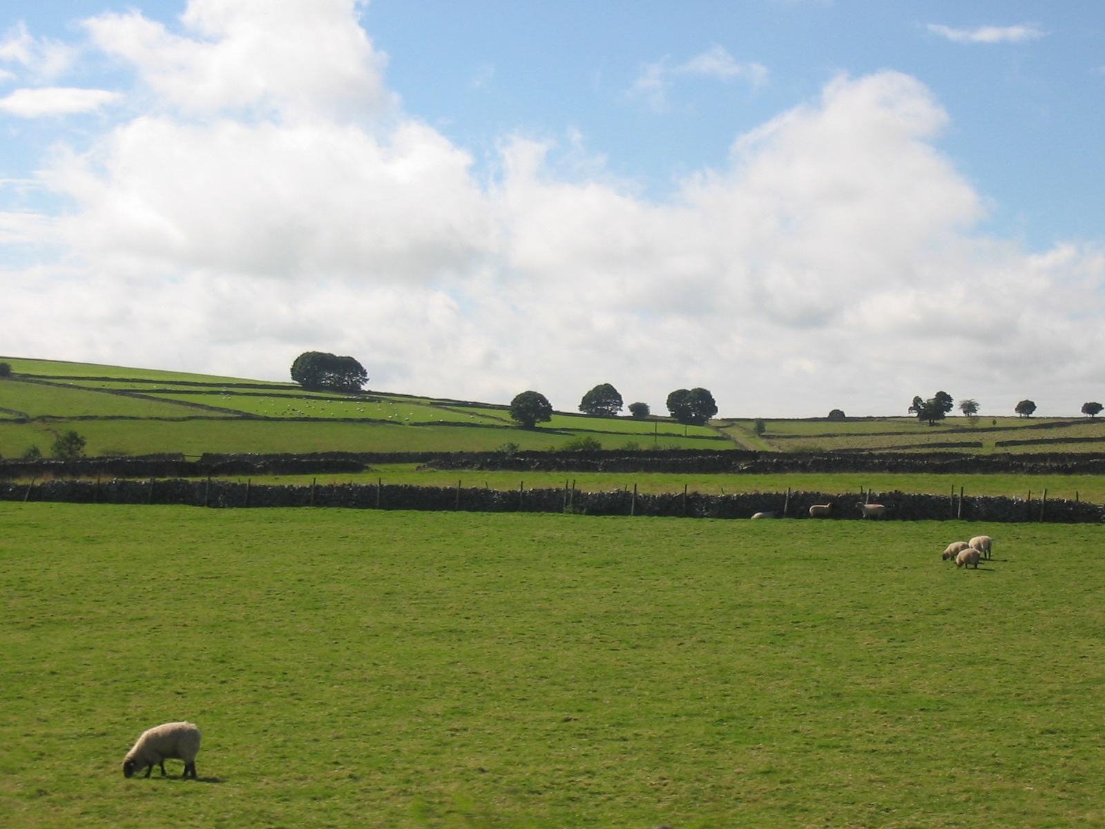 two sheep standing next to each other on a green field