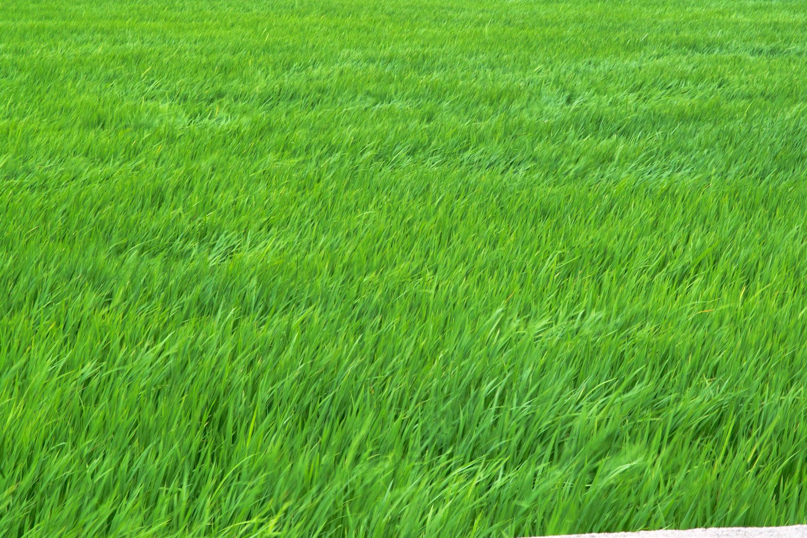 a view of a large field of green grass
