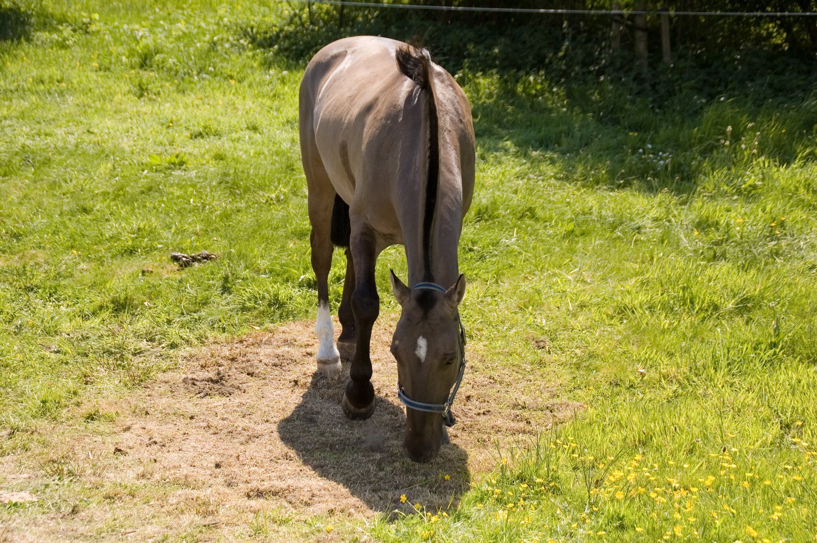 a close up of a horse on grass and trees